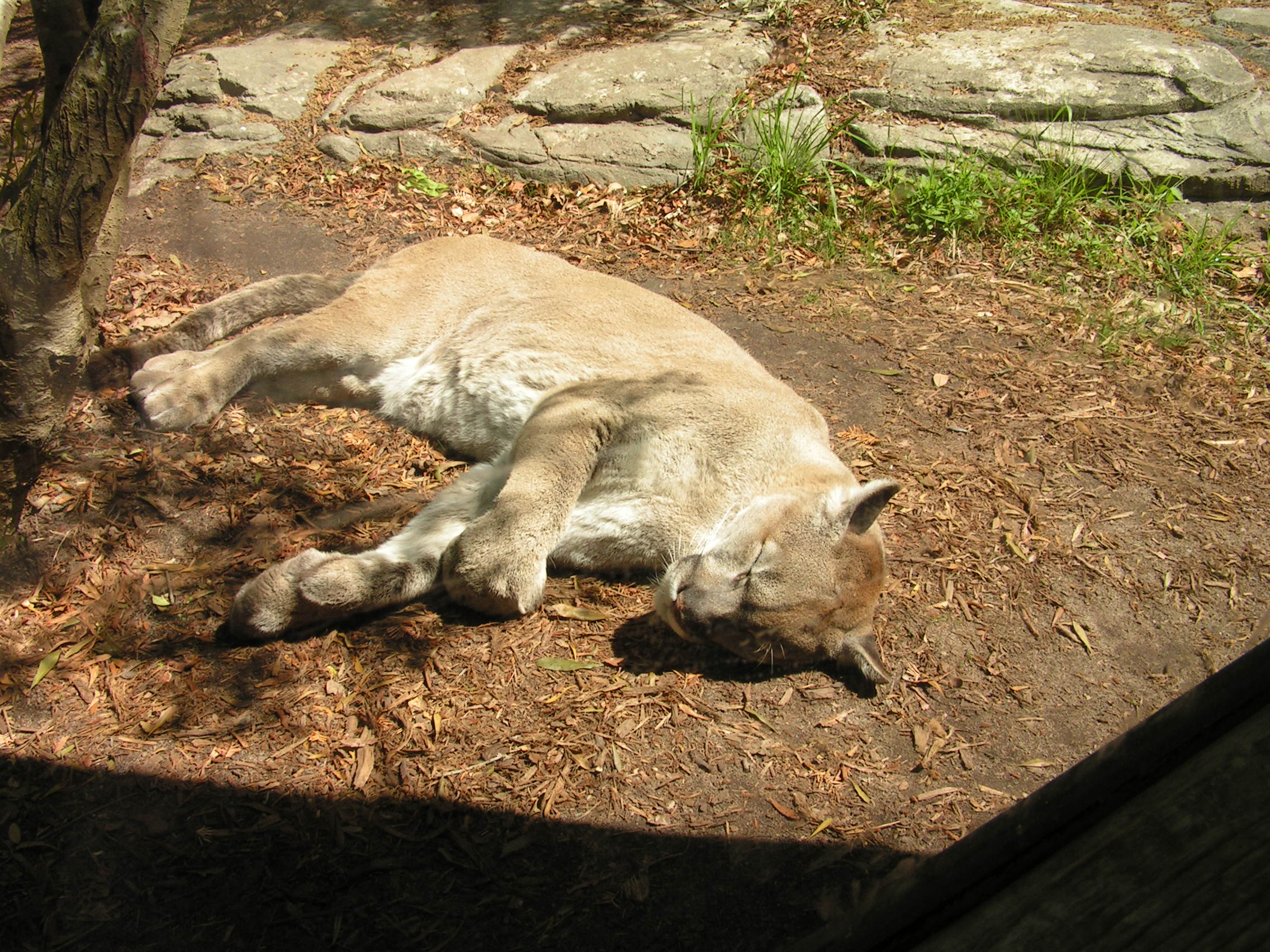 ./2006/EMMMS Zoo/Cougars0004.JPG